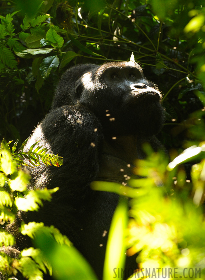 Gorilla beringei beringei [220 mm, 1/200 sec at f / 5.6, ISO 1600]